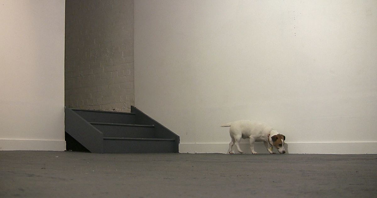 Frank, Blue Oyster Art Project Space Blue Oyster